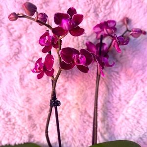 Meet your Posher, Faviola